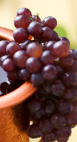 Greek Grapes for Wine
