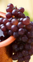 Grapes