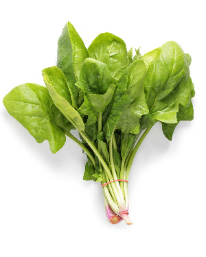 Bunch of Fresh Spinach