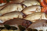Fresh Fish for Baking