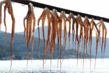 Hanging Octopus