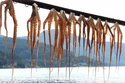 Greek Octopus Hanging in the Sun