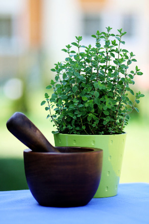 Fresh Oregano Herbs