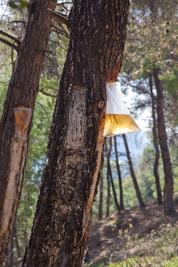 Pine Tree with Bag Collecting Resin